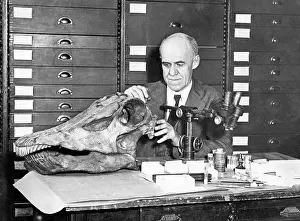 Microscope: Preparation of a dinosaur head, 1931
