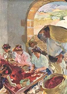 Bastida: The Preparation Of Dry Grapes