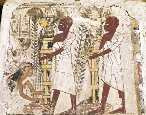 Mummies: Preparation of the mummies for the purification