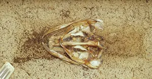 Taxidermy: Preparation of skeleton