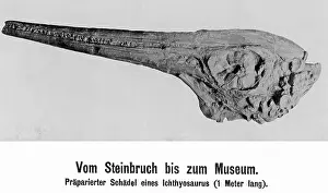Dino: Prepared skull of an ichthyosaur, 1906
