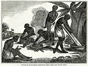 Cassava: Preparing bread from the manioc root