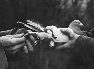 Pigeons: Preparing a carrier pigeon, 1930