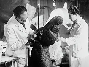Latham: Preparing models, c. 1924. The Natural History Museum, Lond