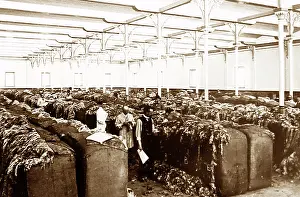Compressing: Preparing wool by compressing it with hydraulic press