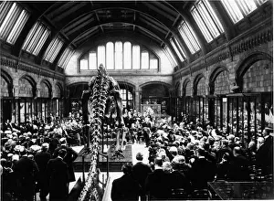 Sauropoda: Presentation of Diplodocus, May 1905