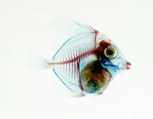 Preserving: Preserved Fish