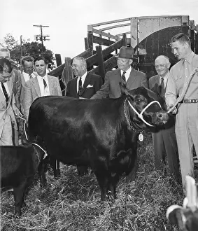 Lcgr1412: President Eisenhower receiving an Aberdeen Angus