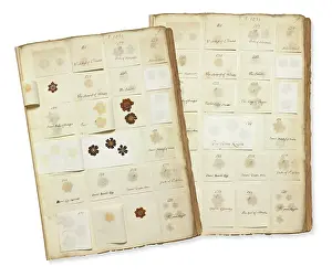 Somersetshire: Pressed Auricula specimens