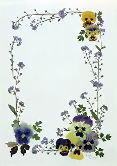 Pansy: Pressed Flower Border