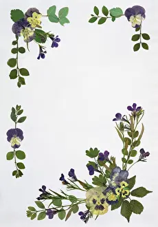 Pansy: Pressed Flower Border
