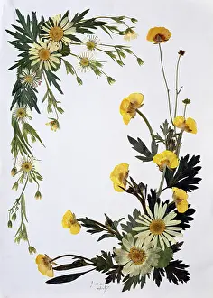 Buttercup: Pressed Flower Border