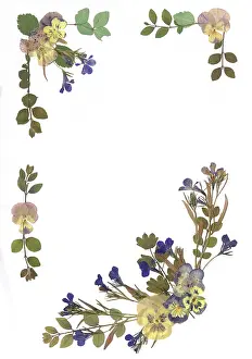 Pressed: Pressed Flower Border Design