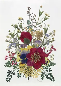Pansy: Pressed Flower Design