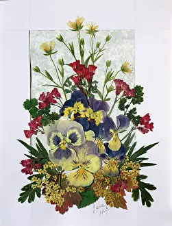 Viola: Pressed Flower Design