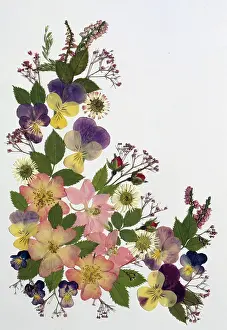 Pansies: Pressed Flower Design with Pansies