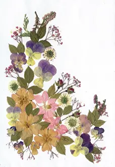 Pansies: Pressed Flower design with Pansies