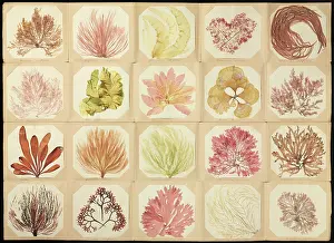 Seaweed: Pressed seaweed book
