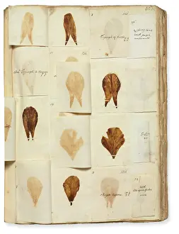 Somersetshire: Pressed Tulip specimens