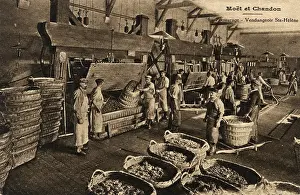Chandon: PRESSING MOET GRAPES