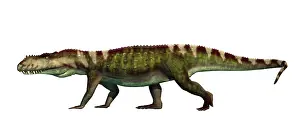 Crocodile: Prestosuchus archosaur from the middle Triassic