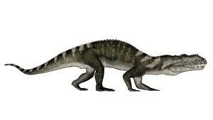Archosauria: Prestosuchus dinosaur