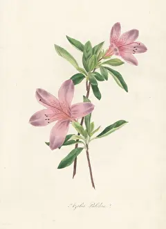 Volume 1: Pretty azalea, Azalea pulchra