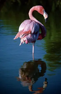 Morey: Pretty Flamingo 2