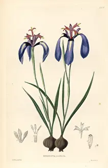 Pulchella: Pretty herbertia, Herbertia pulchella