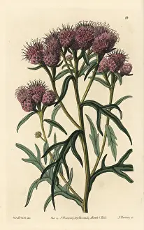 Pulchella: Pretty saussurea, Saussurea pulchella