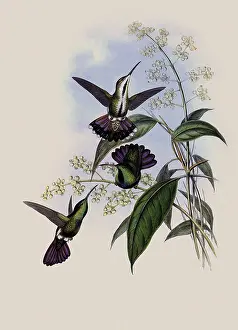 Mango: Prevost's Mango, Lampornis Prevosti