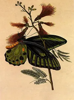 Bushy: Priam's Birdwing Butterfly