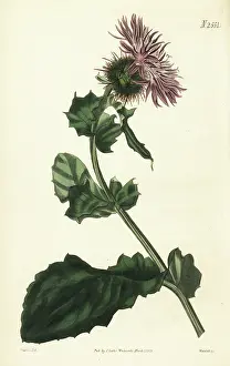 John Curtis: Prickly globe-headed centaury, Centaurea sphaerocephala