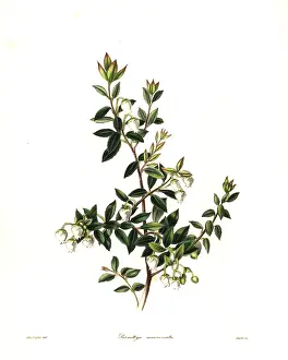 Nevitt: Prickly heath, Gaultheria mucronata
