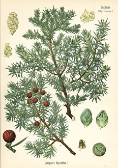 Juniper: Prickly juniper, Juniperus oxycedrus