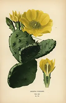 Indica: Prickly pear or Indian fig opuntia, Opuntia ficus-indica