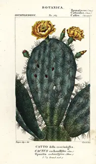 Vauthier: Prickly pear, Nopalea cochenillifera