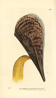 Prickly: Prickly pen shell, Pinna muricata