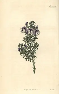 Aculeata: Prickly psoralea, Psoralea aculeata