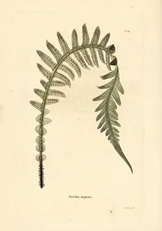 Frond: Prickly rasp fern, Doodia aspera