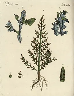 Bertuch: Prickly saltwort and Iceland moss