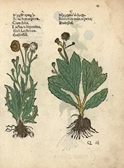 Asper: Prickly sow-thistle, Sonchus asper, and smooth