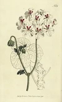 Kings Road: Prickly-stalked geranium, Pelargonium echinatum
