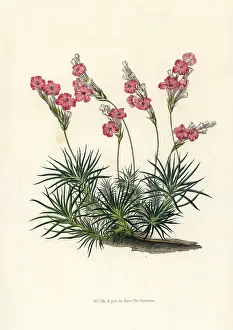 Thrift: Prickly thrift, Acantholimon glumaceum