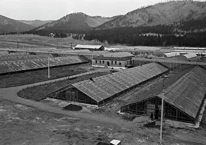 Greenhouse: Prigorodny state farm