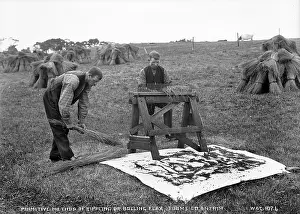 Toome: Primitive Method of Rippling Or Bolling Flax, Toome, Co. Ant