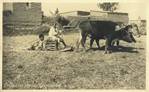 Threshing: Primitive ox-pulled threshing device