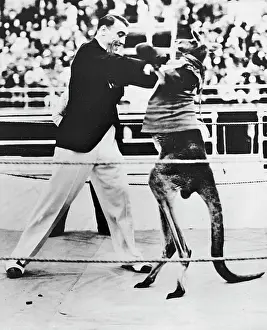 Kangaroos: Primo Carnera with a kangaroo