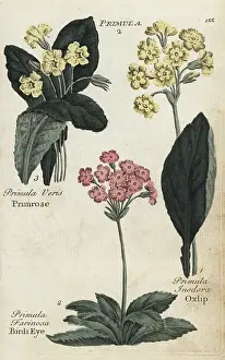 Oxlip: Primrose, birds eye and oxlip