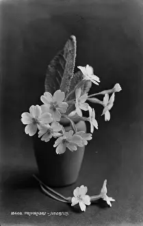 Delicate: Primrose in a Pot